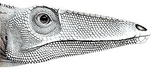 Coelophysis rhodesiensis.JPG
