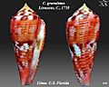 Conus granulatus 1