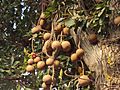 Couroupita guianensis fruits