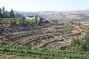 Cremisan valley olives