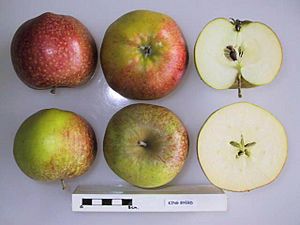 Cross section of King Byerd, National Fruit Collection (acc. 1954-051).jpg