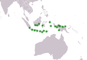 Cycas rumphii distribution.png