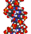 DNA-fragment-3D-vdW
