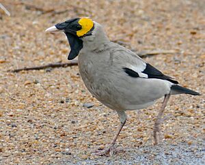 Day 81 Wattled Starling (Creatophora cinerea) male ... (53847424633) (cropped).jpg