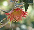 Diplolaena grandiflora