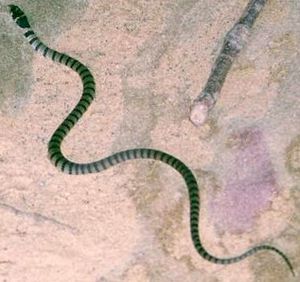Eastern Brown Snake - Resolute Beach Pittwater NSW