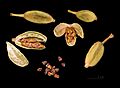 Elettaria cardamomum Capsules and seeds