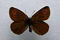 Erebia oeme