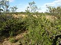 Eremophila granitica habit