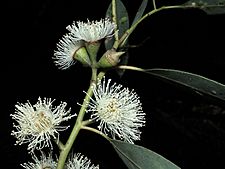 Eucalyptus baeuerlenii flowers