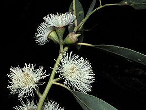 Eucalyptus baeuerlenii flowers