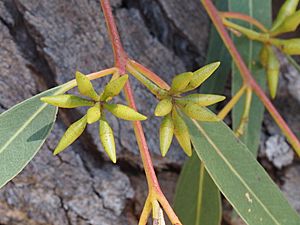 Eucalyptus blakelyi buds