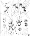 Eucalyptus buprestium from "Eucalyptographia. A descriptive atlas of the eucalypts of Australia and the adjoining islands"; (1879) (20165942804)