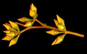Eucalyptus foecunda buds
