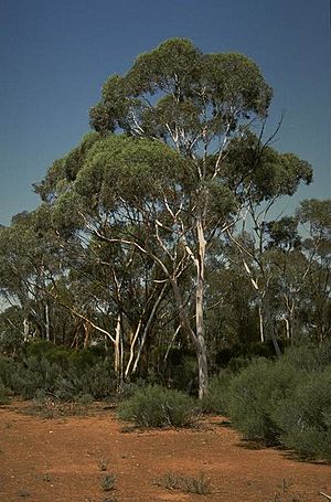 Eucalyptus transcontinentalis.jpg