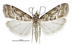 Eudonia dochmia male.jpg