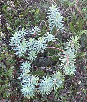 Euphorbia glauca.jpg
