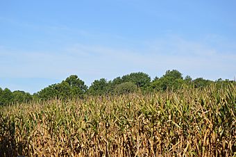 Fairfield Site with cornfield.jpg