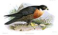 FalcoAtricepsKeulemans
