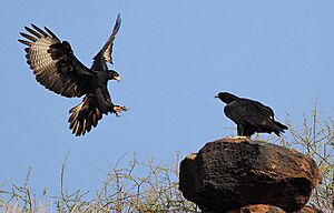 Flickr - Rainbirder - Verreaux's Eagle pair