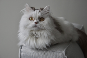 Floofstare