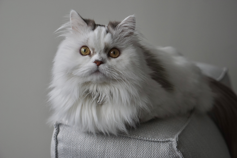Floofstare