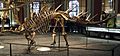 Fossil Kentrosaurus aethiopicus in Museum für Naturkunde Berlin 001