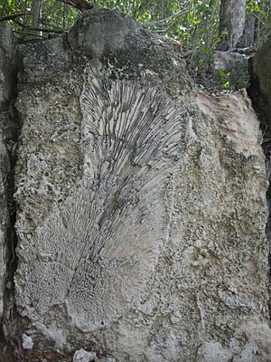 Fossil Reef Windley Key 1