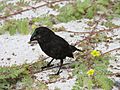 Geospiza conirostris -Espanola Island, Galapagos Islands, Ecuador-8