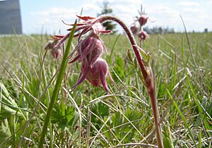 Geum triflorum