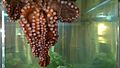 Giant Pacific octopus in Ucluelet Aquarium