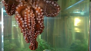 Giant Pacific octopus in Ucluelet Aquarium