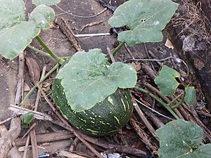 Gourd image