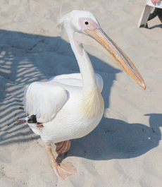 Great White Pelican at Nissi Beach