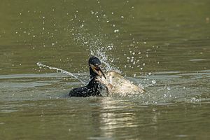 Greater cormorant in Action 02