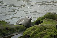 Grey seal (48475759077)