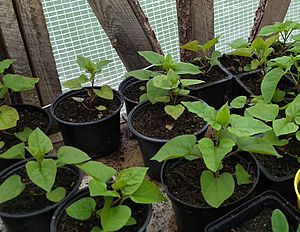 Hablitzia tamnoides seedlings