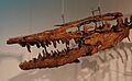 Hainosaurus bernardi skull 4