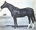 Hamburg (horse)