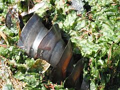 Heterodontus portusjacksoni egg