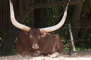 Houston Zoo Big Horns (4722870650)