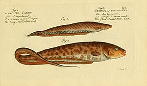 Ichthyologie; ou, Histoire naturelle des poissons (Plate 157) (7064487157).jpg