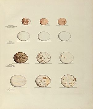 Illustrations of the nests and eggs of birds of Ohio (Pl. XLIX) (6058397501)