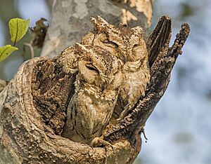 Indian scops owls (Otus bakkamoena) male on right