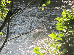 James River hidden by trees in Lynchburg, VA IMG 4100