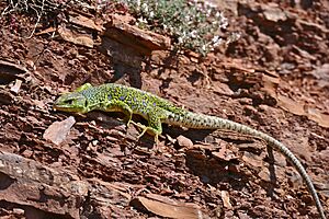 Jewelled Lizard (Timon lepidus) female (found by Jean NICOLAS) - Flickr - berniedup (1).jpg