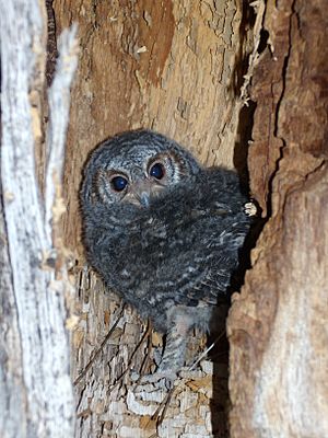 Juvenile flammulated owl2