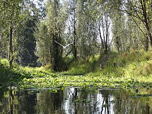 Lake Xochimilco in Southern Mexico