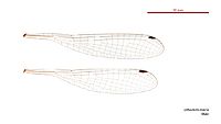 Lithosticta macra male wings (34441144400)
