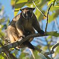 Lumholtz's tree-kangaroo.jpg